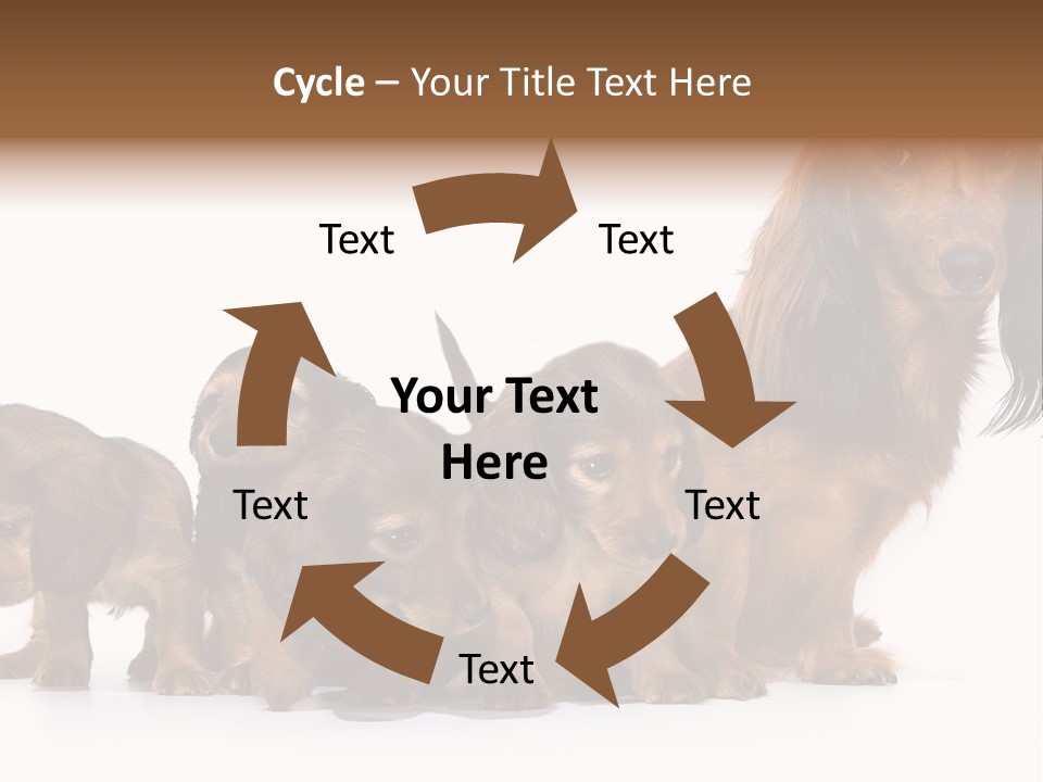 Mother Dogs And Puppies Breed Dachshund PowerPoint Template