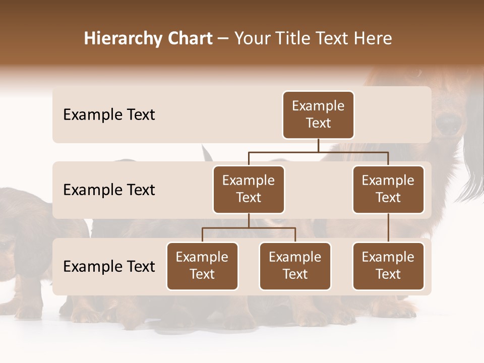 Mother Dogs And Puppies Breed Dachshund PowerPoint Template