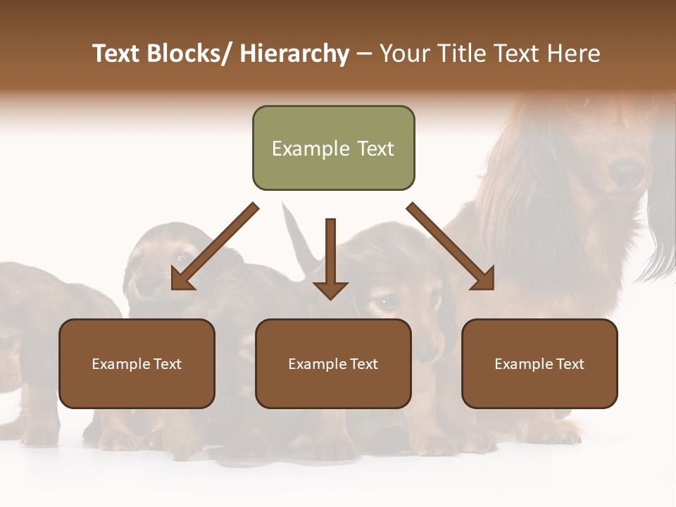 Mother Dogs And Puppies Breed Dachshund PowerPoint Template