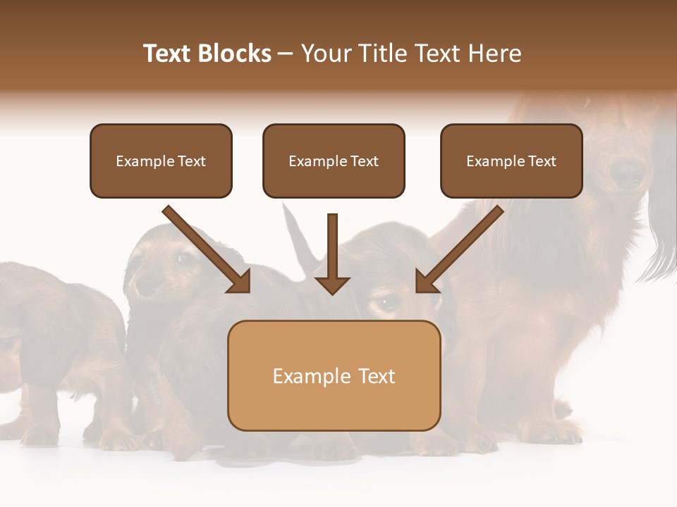 Mother Dogs And Puppies Breed Dachshund PowerPoint Template