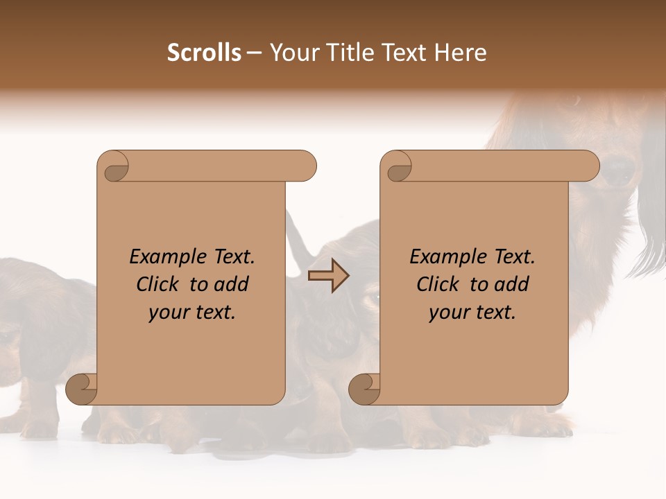 Mother Dogs And Puppies Breed Dachshund PowerPoint Template
