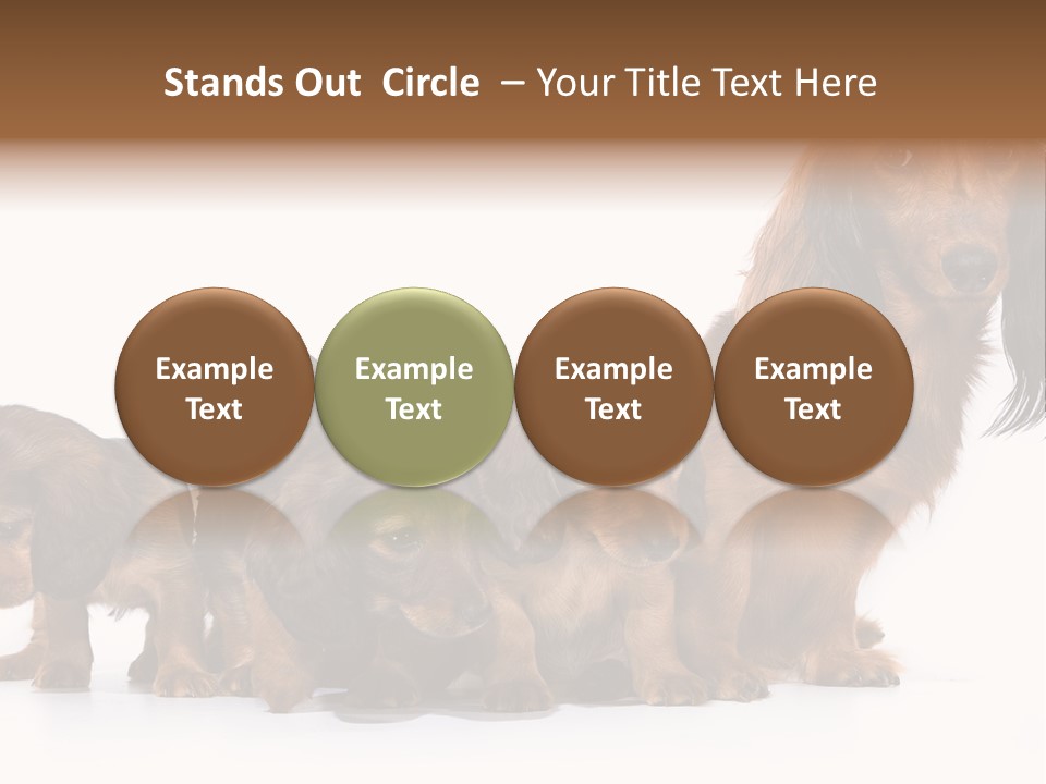 Mother Dogs And Puppies Breed Dachshund PowerPoint Template