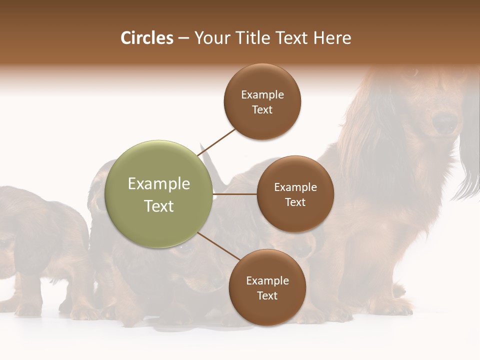 Mother Dogs And Puppies Breed Dachshund PowerPoint Template