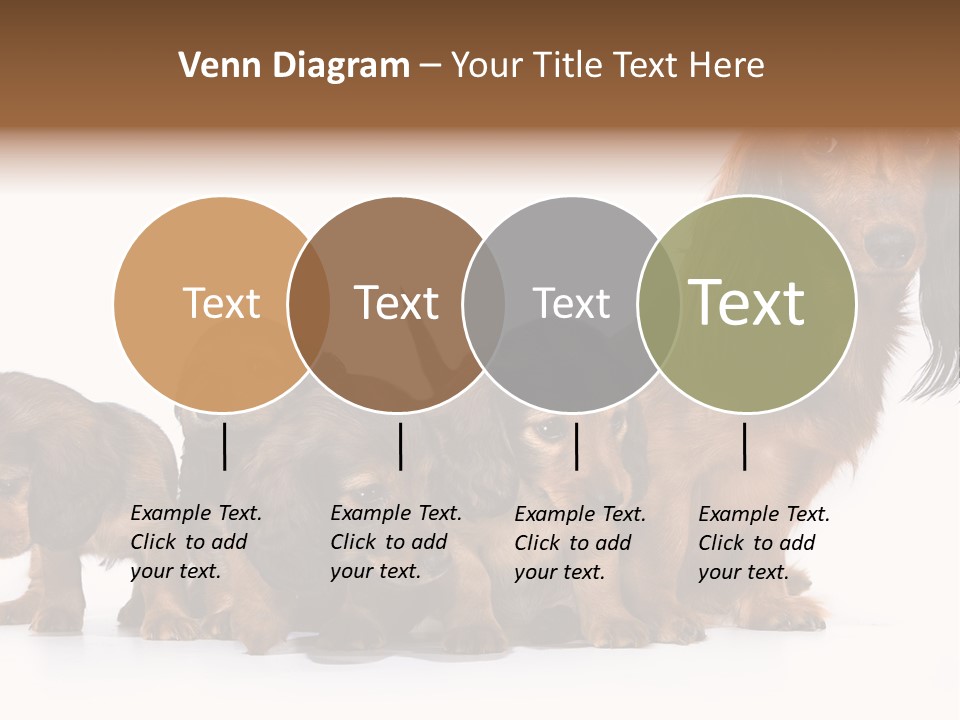 Mother Dogs And Puppies Breed Dachshund PowerPoint Template