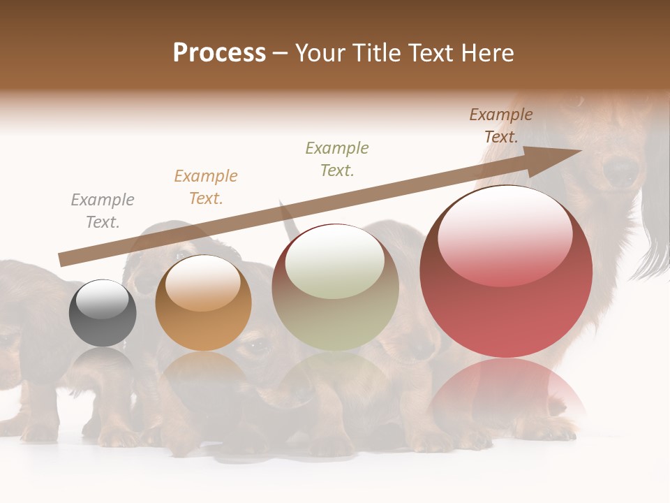 Mother Dogs And Puppies Breed Dachshund PowerPoint Template