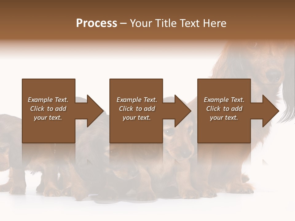 Mother Dogs And Puppies Breed Dachshund PowerPoint Template