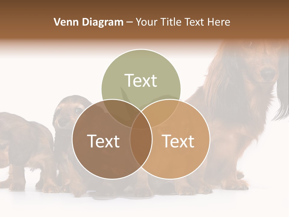 Mother Dogs And Puppies Breed Dachshund PowerPoint Template