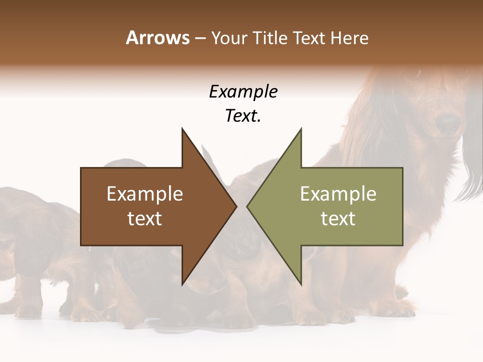 Mother Dogs And Puppies Breed Dachshund PowerPoint Template