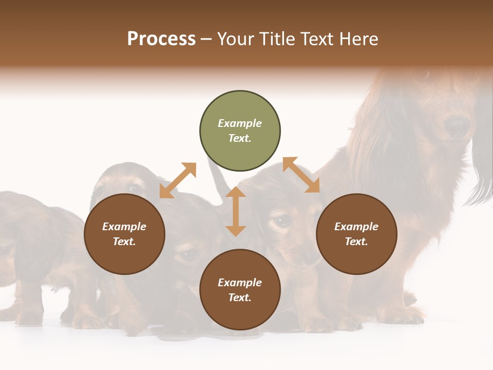 Mother Dogs And Puppies Breed Dachshund PowerPoint Template