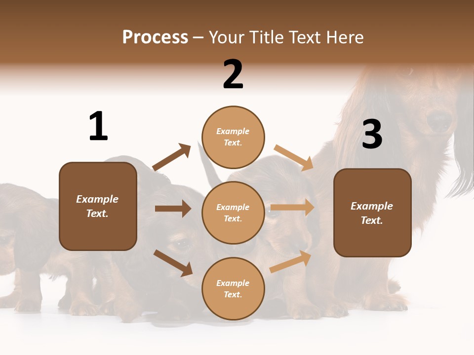 Mother Dogs And Puppies Breed Dachshund PowerPoint Template