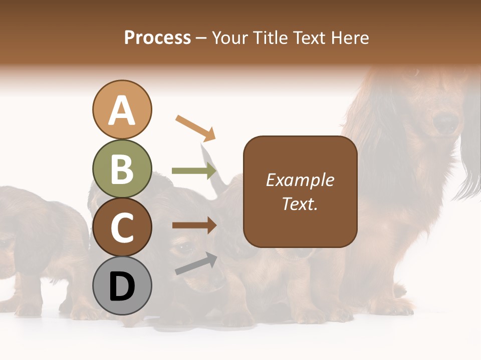 Mother Dogs And Puppies Breed Dachshund PowerPoint Template