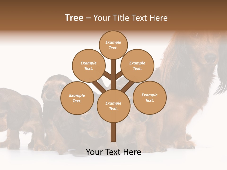 Mother Dogs And Puppies Breed Dachshund PowerPoint Template