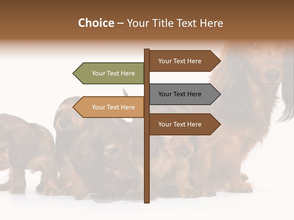 Mother Dogs And Puppies Breed Dachshund PowerPoint Template