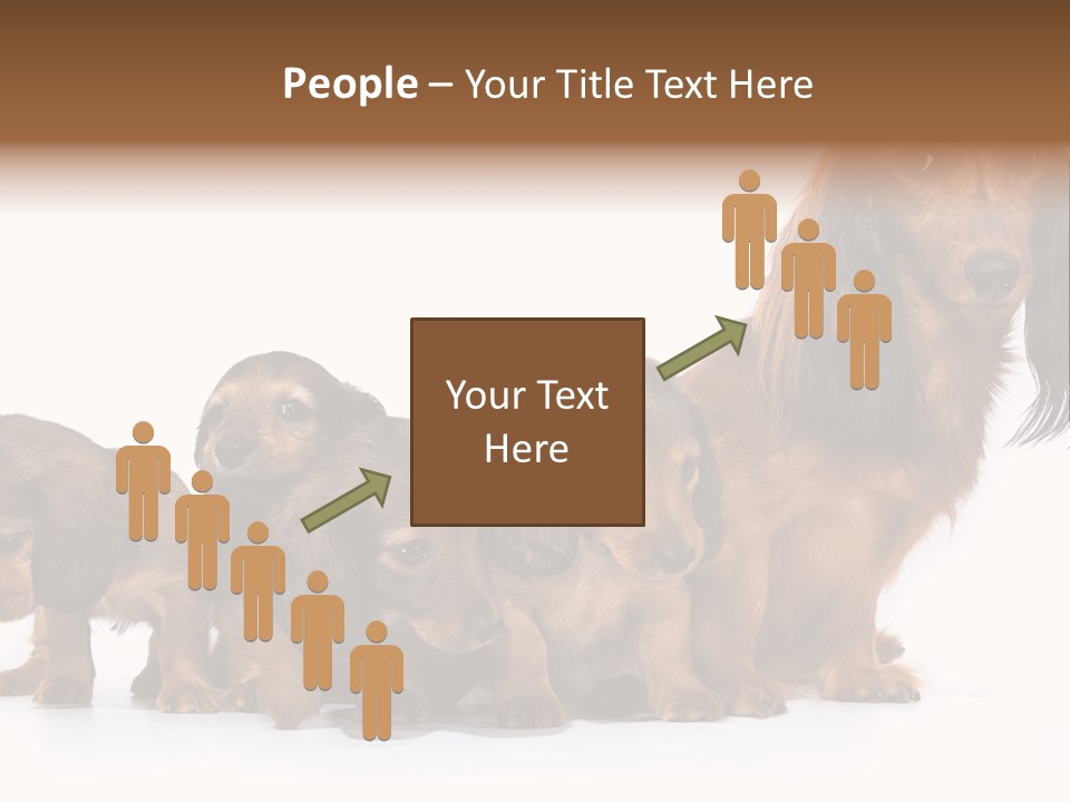 Mother Dogs And Puppies Breed Dachshund PowerPoint Template