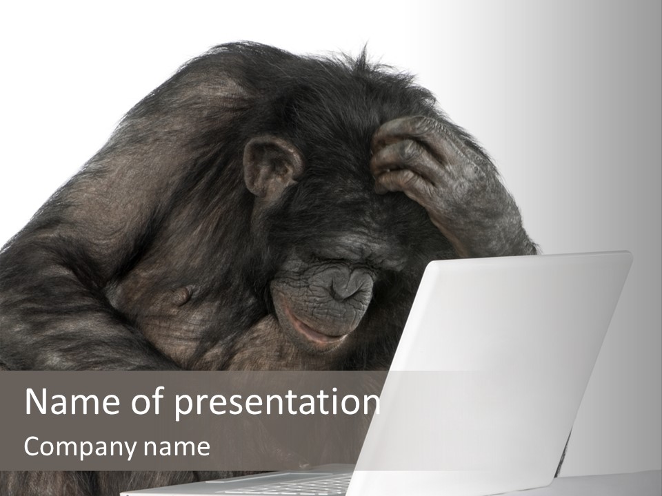 Monkey (Mixed-Breed Between Chimpanzee And Bonobo)V Playing With A Laptop In Front Of A White Background PowerPoint Template