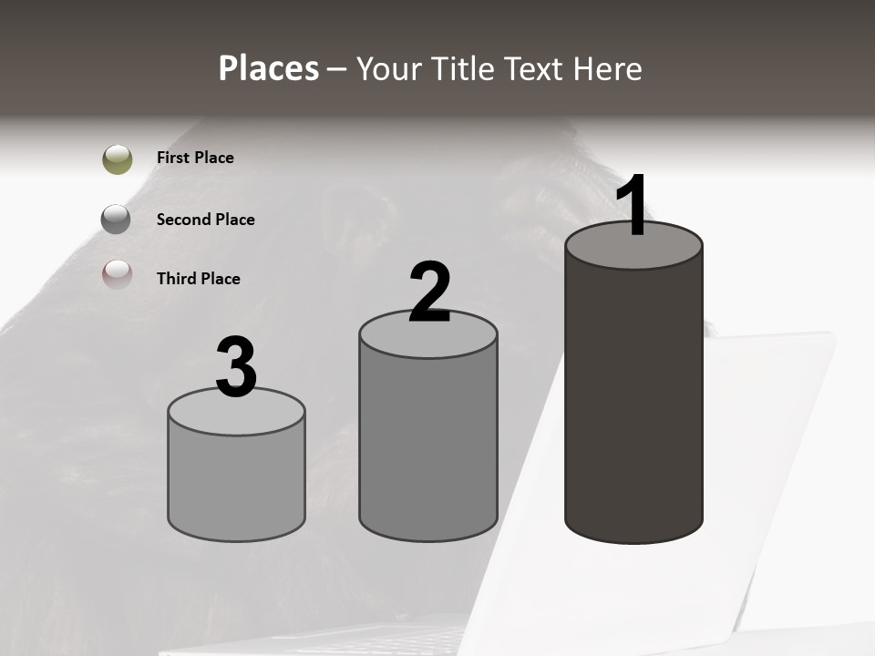 Monkey (Mixed-Breed Between Chimpanzee And Bonobo)V Playing With A Laptop In Front Of A White Background PowerPoint Template