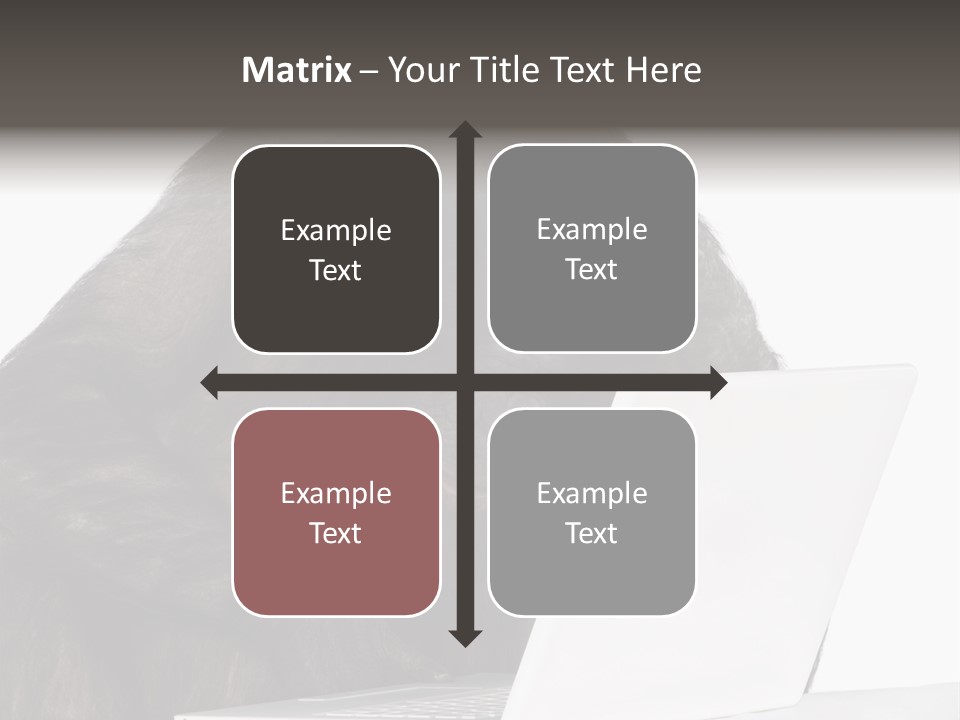 Monkey (Mixed-Breed Between Chimpanzee And Bonobo)V Playing With A Laptop In Front Of A White Background PowerPoint Template
