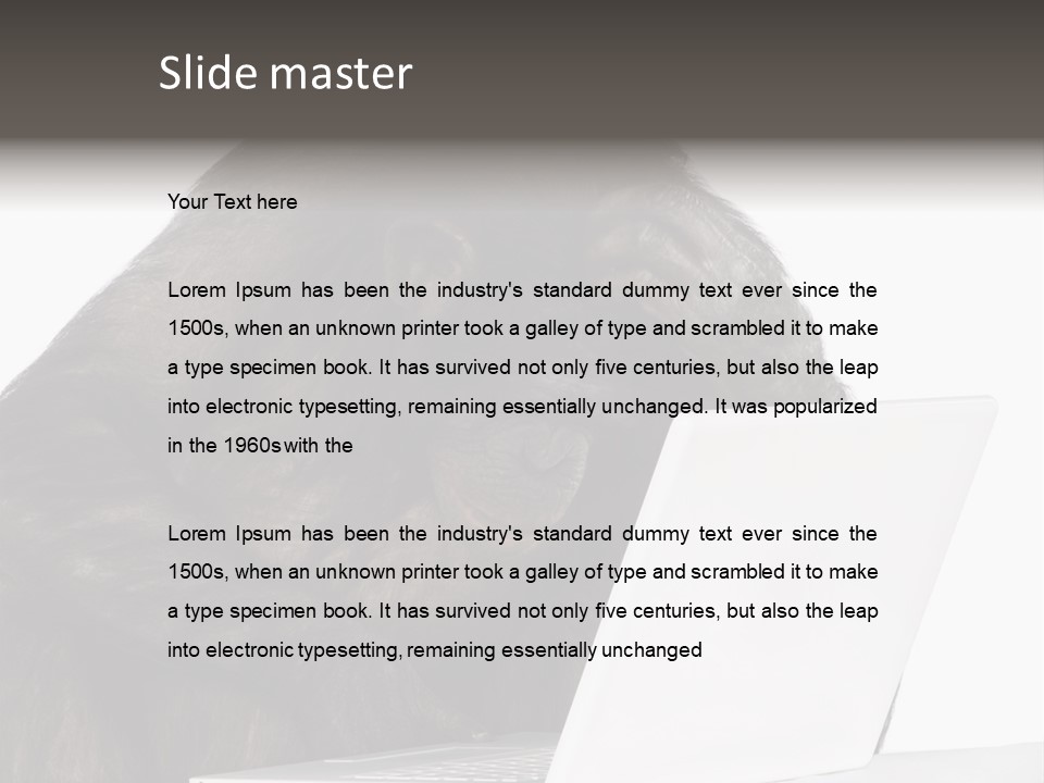 Monkey (Mixed-Breed Between Chimpanzee And Bonobo)V Playing With A Laptop In Front Of A White Background PowerPoint Template