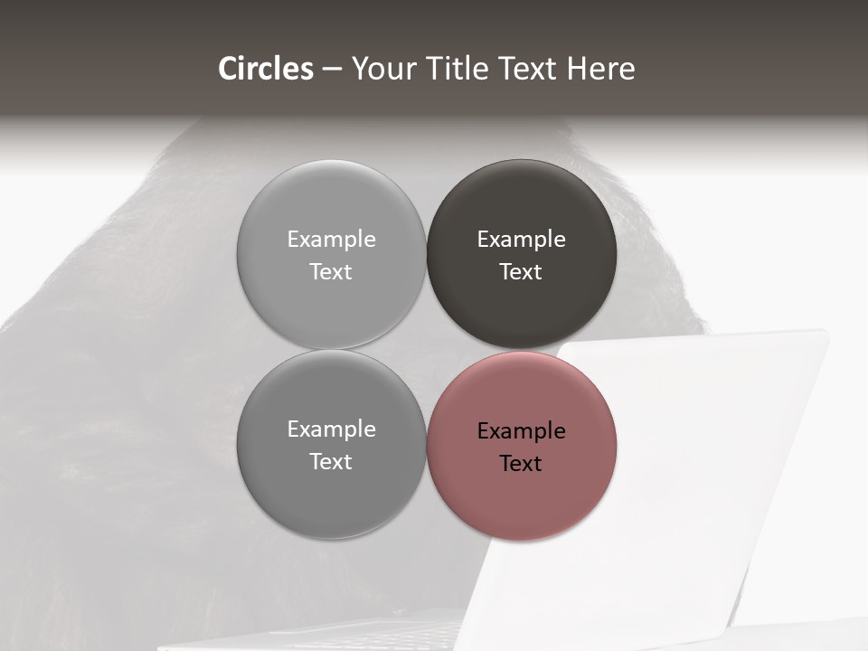 Monkey (Mixed-Breed Between Chimpanzee And Bonobo)V Playing With A Laptop In Front Of A White Background PowerPoint Template