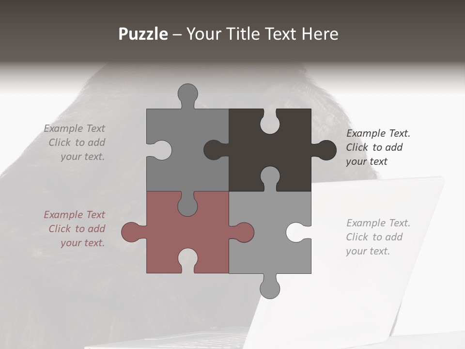 Monkey (Mixed-Breed Between Chimpanzee And Bonobo)V Playing With A Laptop In Front Of A White Background PowerPoint Template