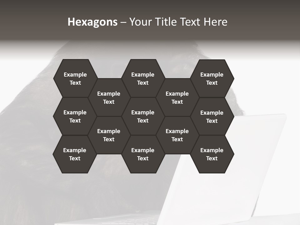 Monkey (Mixed-Breed Between Chimpanzee And Bonobo)V Playing With A Laptop In Front Of A White Background PowerPoint Template