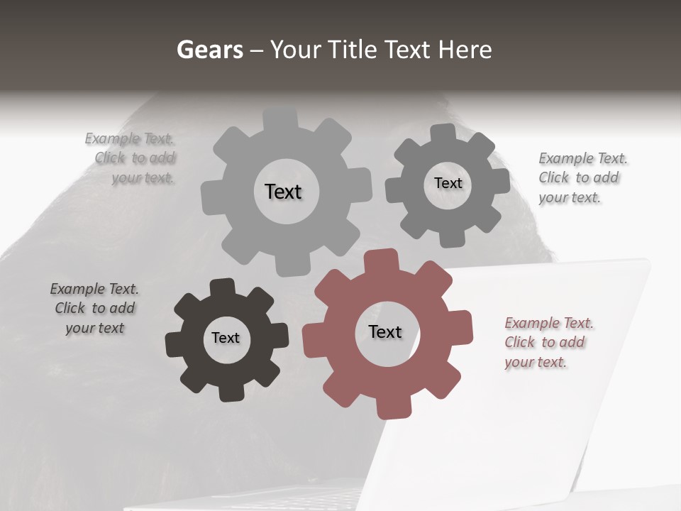 Monkey (Mixed-Breed Between Chimpanzee And Bonobo)V Playing With A Laptop In Front Of A White Background PowerPoint Template