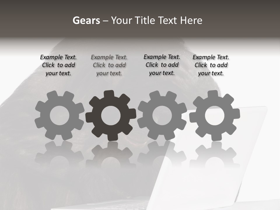 Monkey (Mixed-Breed Between Chimpanzee And Bonobo)V Playing With A Laptop In Front Of A White Background PowerPoint Template