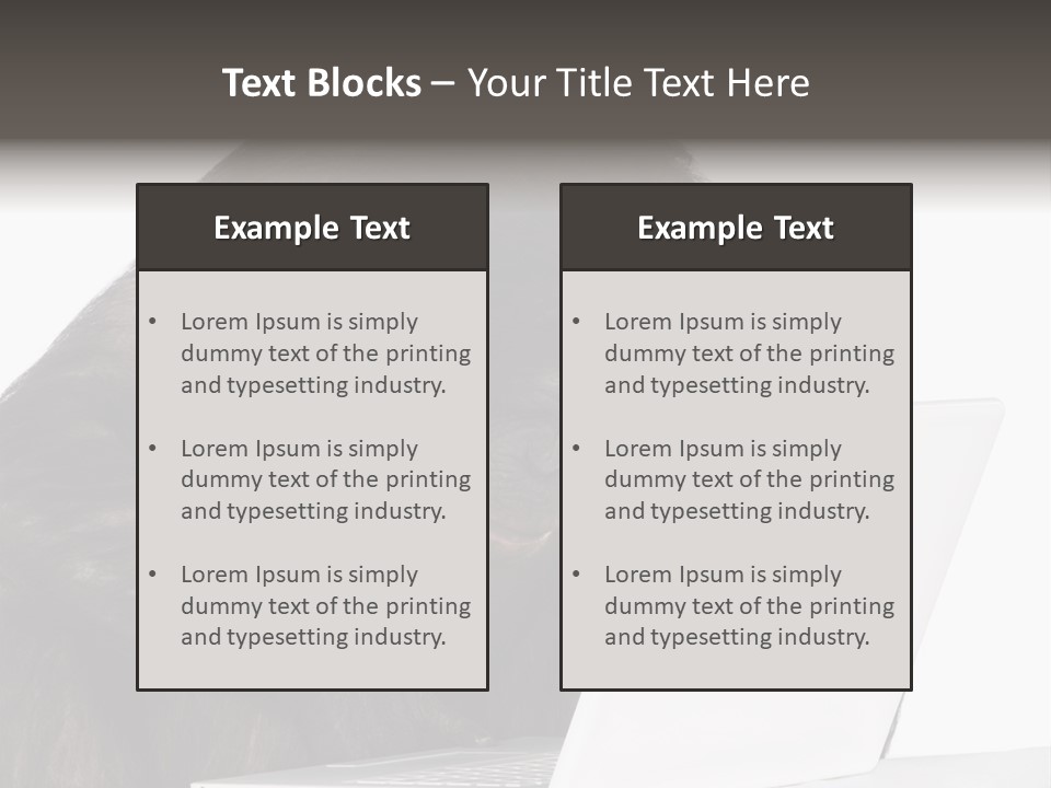 Monkey (Mixed-Breed Between Chimpanzee And Bonobo)V Playing With A Laptop In Front Of A White Background PowerPoint Template