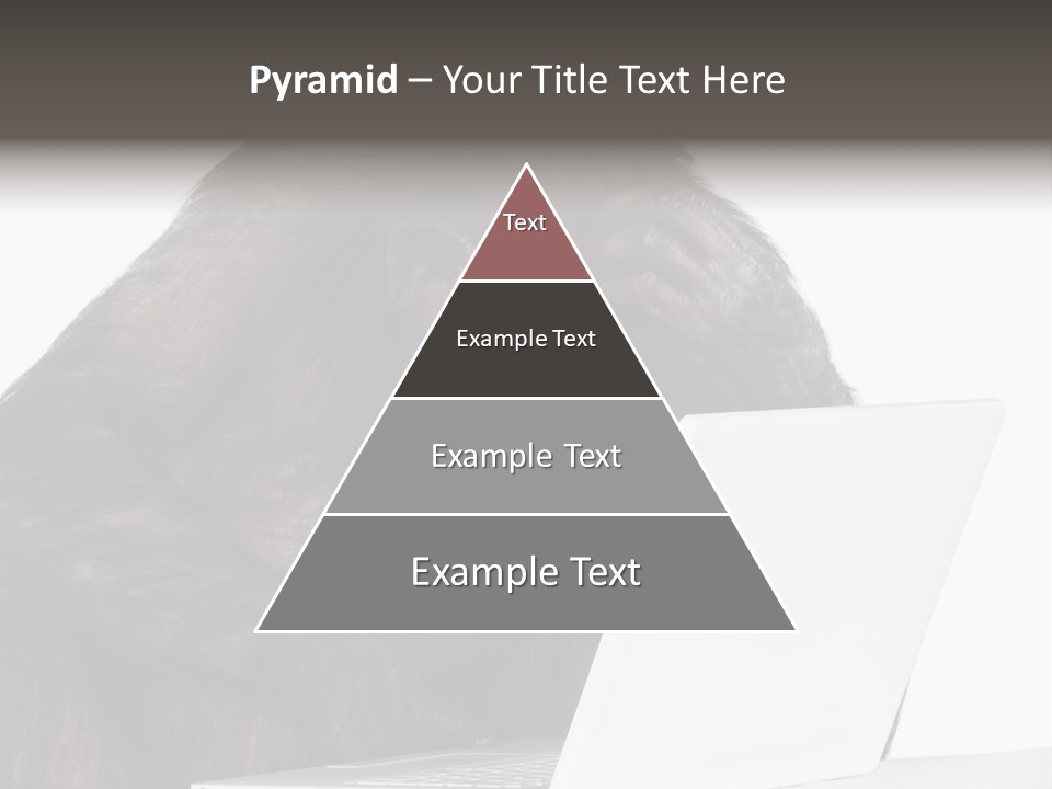 Monkey (Mixed-Breed Between Chimpanzee And Bonobo)V Playing With A Laptop In Front Of A White Background PowerPoint Template