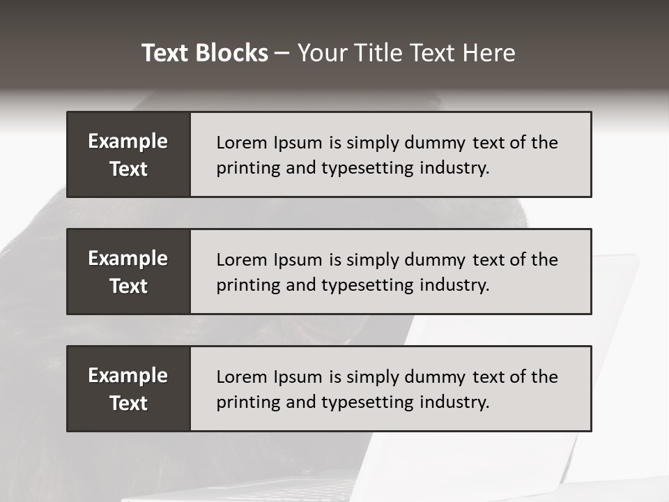 Monkey (Mixed-Breed Between Chimpanzee And Bonobo)V Playing With A Laptop In Front Of A White Background PowerPoint Template
