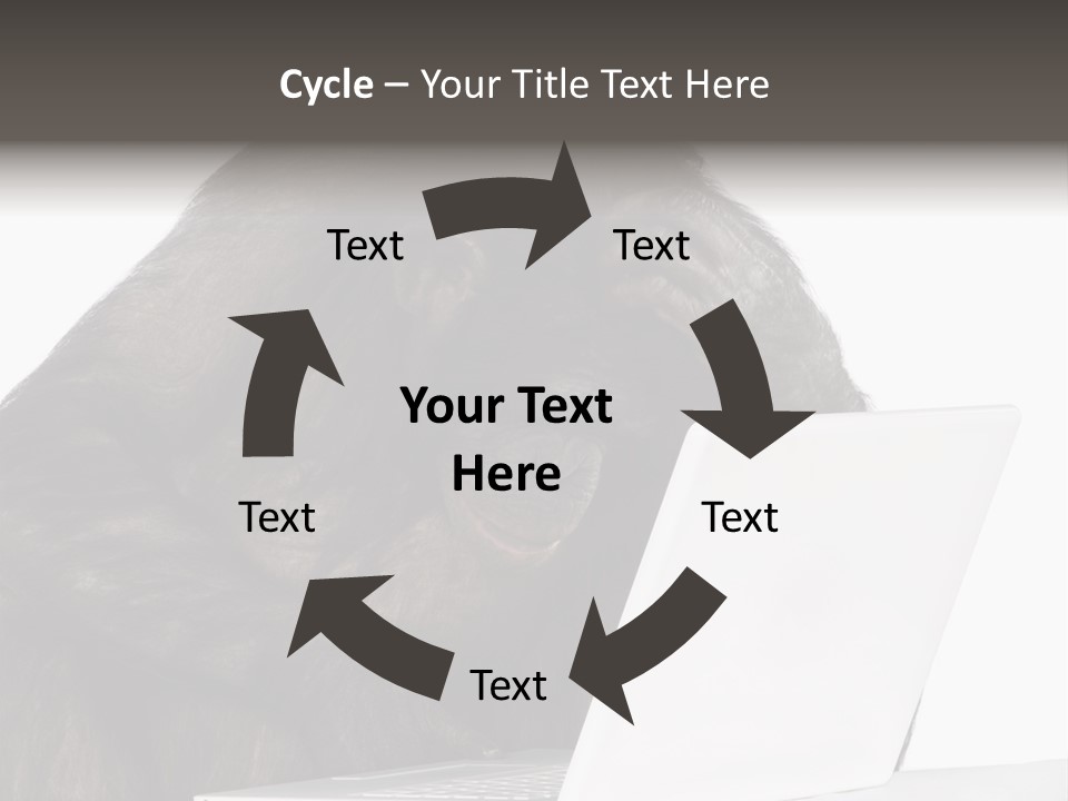 Monkey (Mixed-Breed Between Chimpanzee And Bonobo)V Playing With A Laptop In Front Of A White Background PowerPoint Template