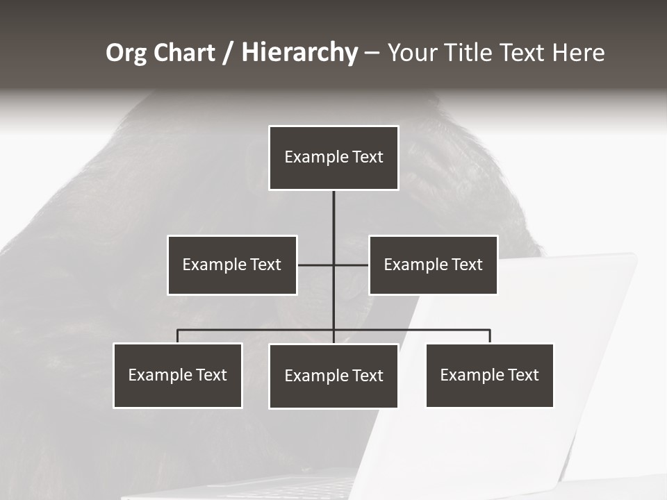 Monkey (Mixed-Breed Between Chimpanzee And Bonobo)V Playing With A Laptop In Front Of A White Background PowerPoint Template