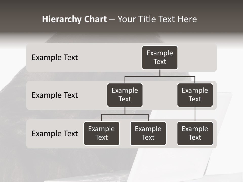 Monkey (Mixed-Breed Between Chimpanzee And Bonobo)V Playing With A Laptop In Front Of A White Background PowerPoint Template