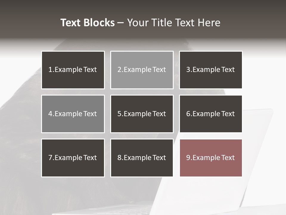 Monkey (Mixed-Breed Between Chimpanzee And Bonobo)V Playing With A Laptop In Front Of A White Background PowerPoint Template