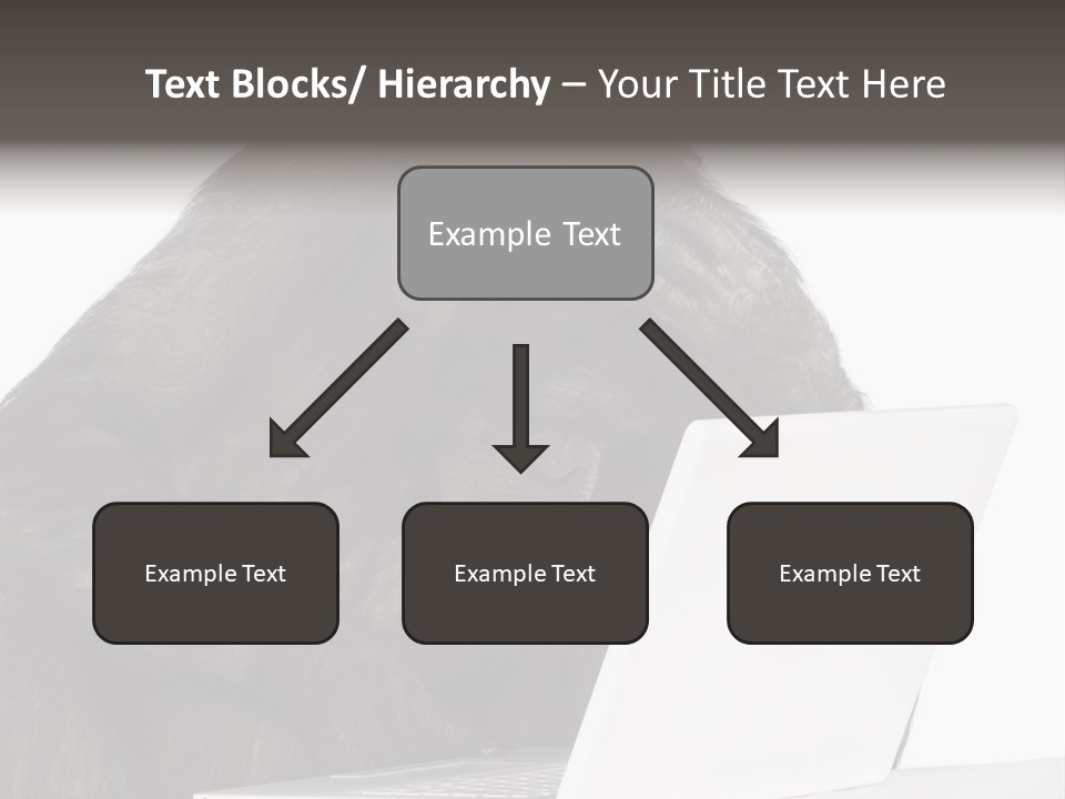 Monkey (Mixed-Breed Between Chimpanzee And Bonobo)V Playing With A Laptop In Front Of A White Background PowerPoint Template