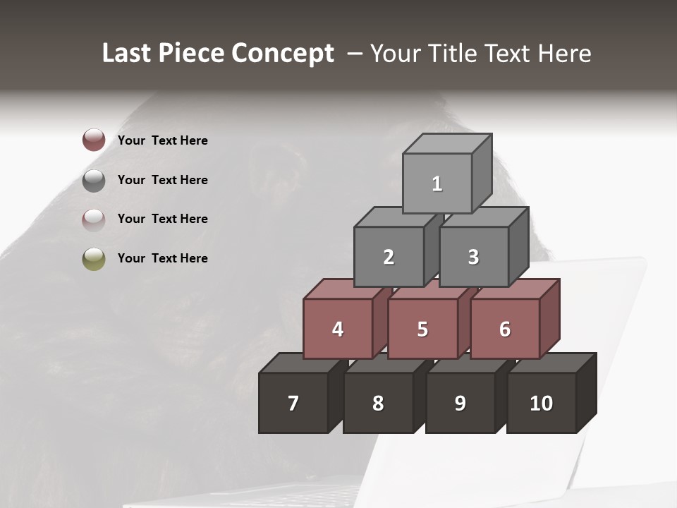 Monkey (Mixed-Breed Between Chimpanzee And Bonobo)V Playing With A Laptop In Front Of A White Background PowerPoint Template