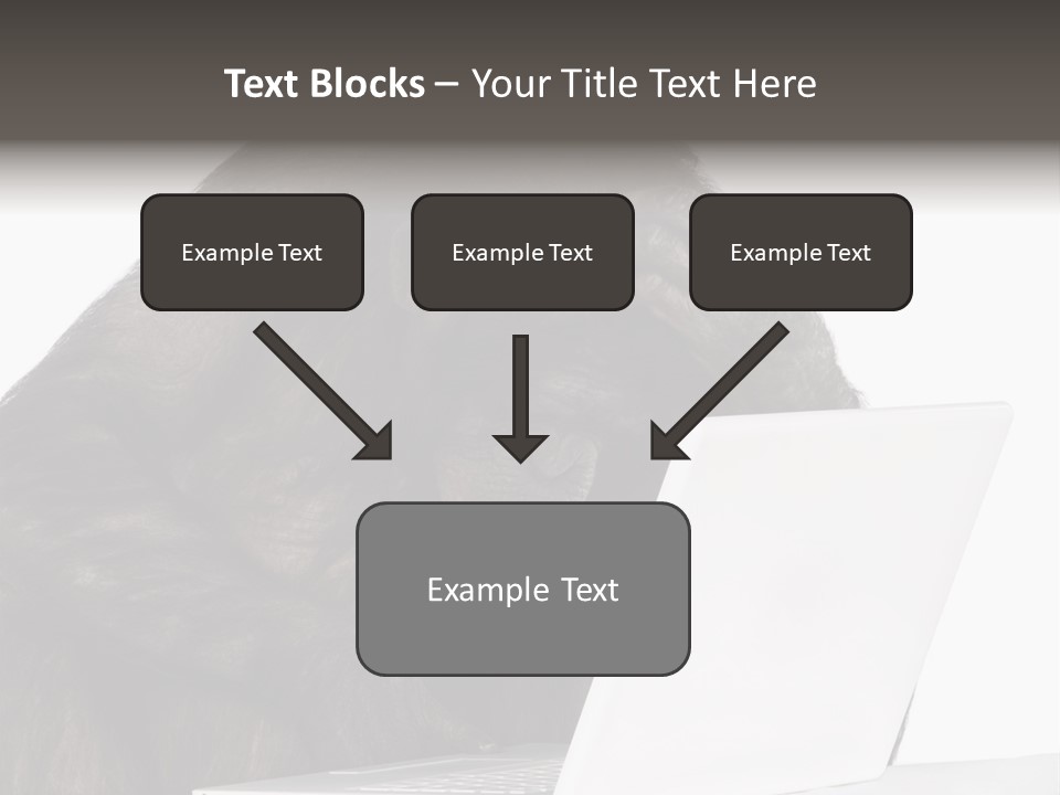 Monkey (Mixed-Breed Between Chimpanzee And Bonobo)V Playing With A Laptop In Front Of A White Background PowerPoint Template