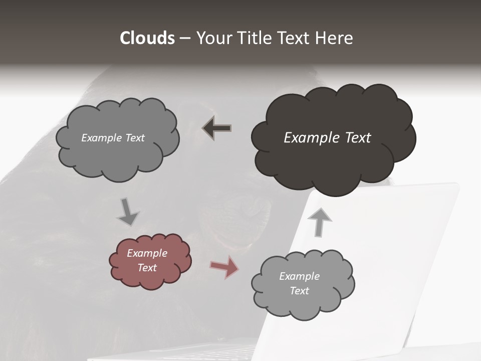 Monkey (Mixed-Breed Between Chimpanzee And Bonobo)V Playing With A Laptop In Front Of A White Background PowerPoint Template