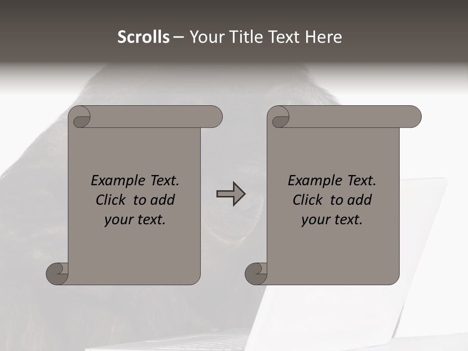 Monkey (Mixed-Breed Between Chimpanzee And Bonobo)V Playing With A Laptop In Front Of A White Background PowerPoint Template
