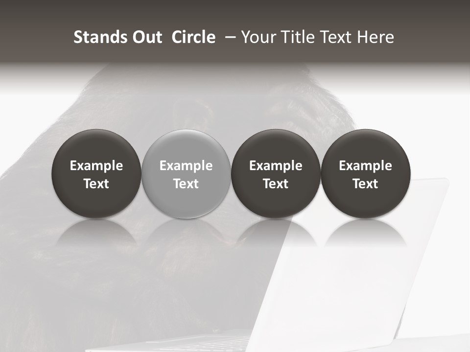 Monkey (Mixed-Breed Between Chimpanzee And Bonobo)V Playing With A Laptop In Front Of A White Background PowerPoint Template