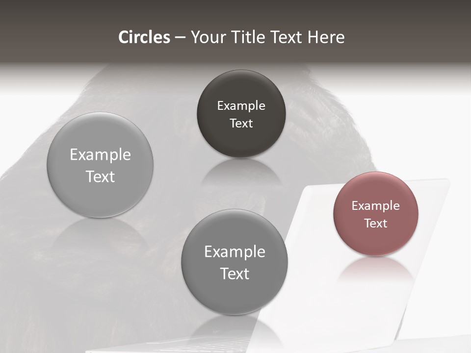 Monkey (Mixed-Breed Between Chimpanzee And Bonobo)V Playing With A Laptop In Front Of A White Background PowerPoint Template