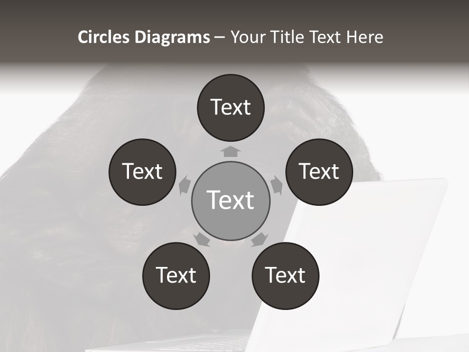 Monkey (Mixed-Breed Between Chimpanzee And Bonobo)V Playing With A Laptop In Front Of A White Background PowerPoint Template