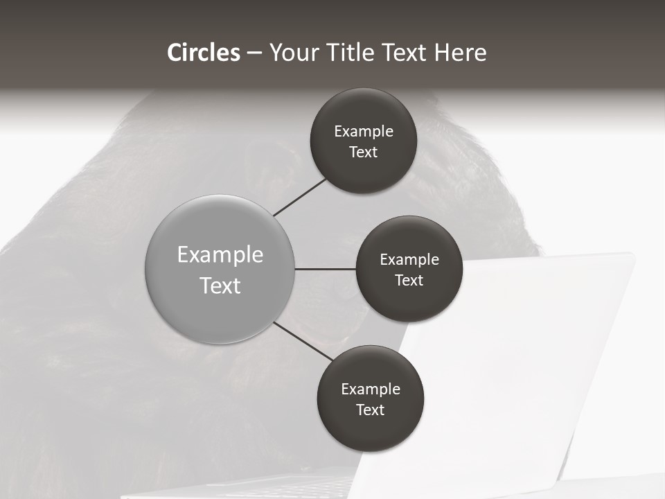 Monkey (Mixed-Breed Between Chimpanzee And Bonobo)V Playing With A Laptop In Front Of A White Background PowerPoint Template