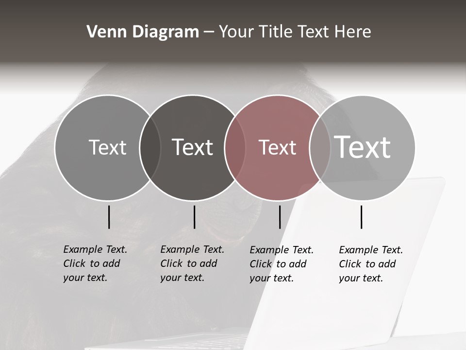 Monkey (Mixed-Breed Between Chimpanzee And Bonobo)V Playing With A Laptop In Front Of A White Background PowerPoint Template