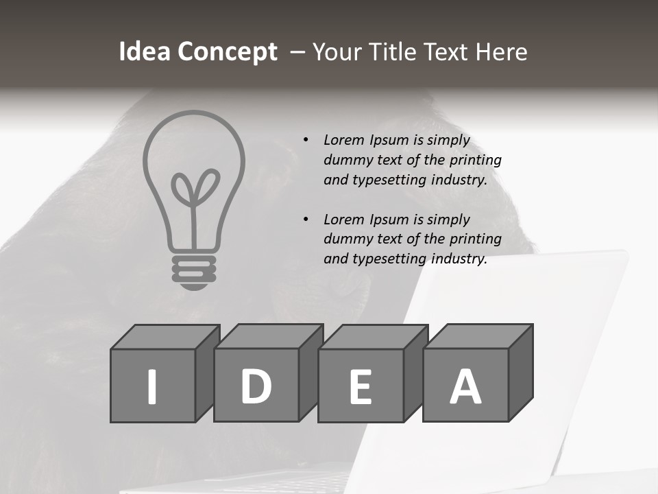 Monkey (Mixed-Breed Between Chimpanzee And Bonobo)V Playing With A Laptop In Front Of A White Background PowerPoint Template