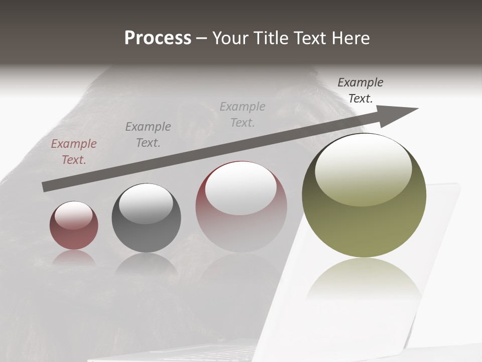 Monkey (Mixed-Breed Between Chimpanzee And Bonobo)V Playing With A Laptop In Front Of A White Background PowerPoint Template