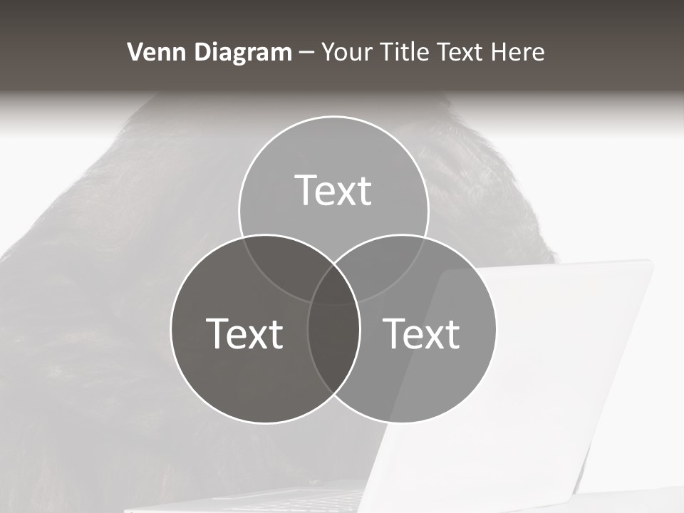 Monkey (Mixed-Breed Between Chimpanzee And Bonobo)V Playing With A Laptop In Front Of A White Background PowerPoint Template