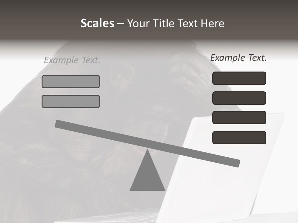 Monkey (Mixed-Breed Between Chimpanzee And Bonobo)V Playing With A Laptop In Front Of A White Background PowerPoint Template