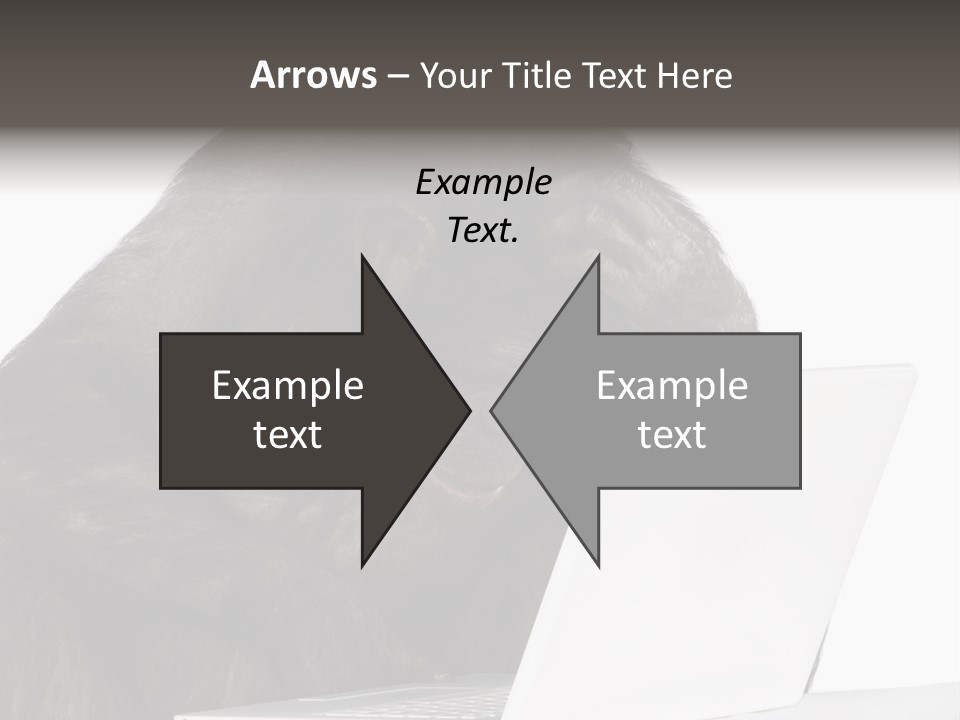 Monkey (Mixed-Breed Between Chimpanzee And Bonobo)V Playing With A Laptop In Front Of A White Background PowerPoint Template