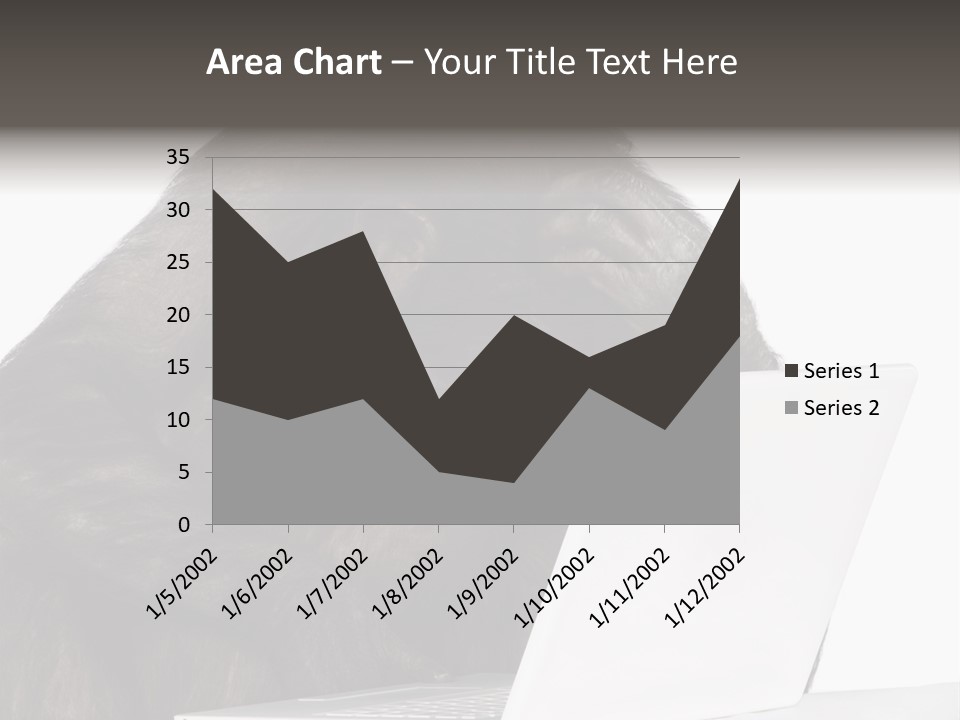 Monkey (Mixed-Breed Between Chimpanzee And Bonobo)V Playing With A Laptop In Front Of A White Background PowerPoint Template